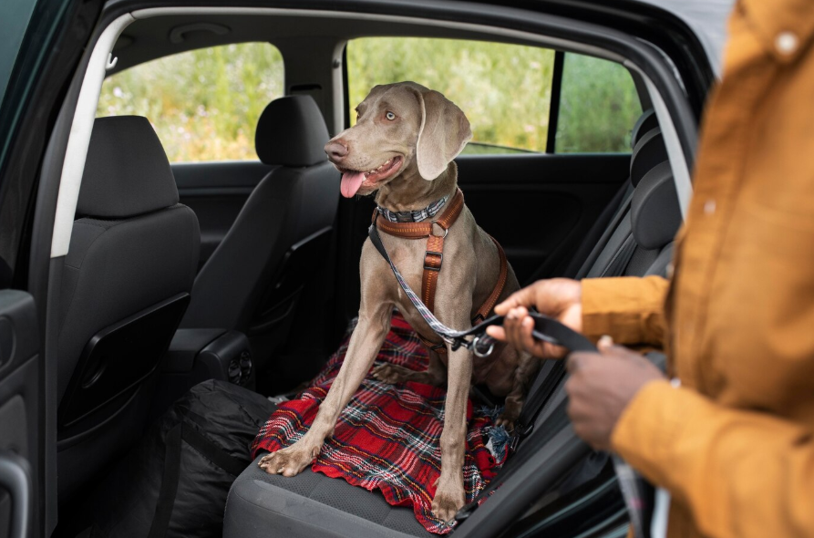 viajar en taxi con mascotas en Palamós